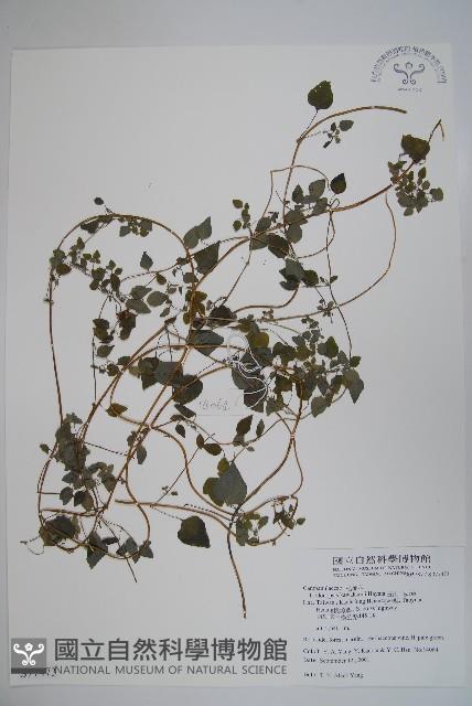 Accession Number:S077473 Collection Image, Figure 1, Total 2 Figures