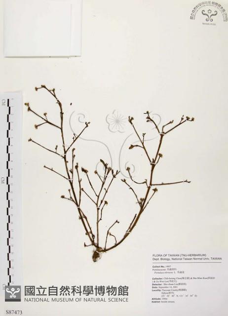 馬齒莧藏品圖，第1張