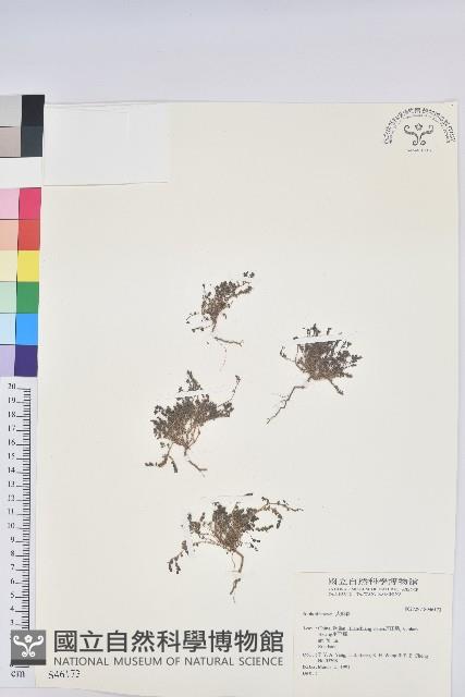 登錄號:S046173藏品圖，第1張