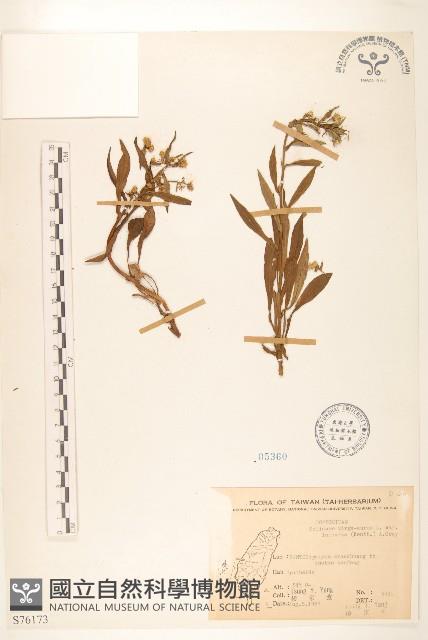 一枝黃花藏品圖，第1張