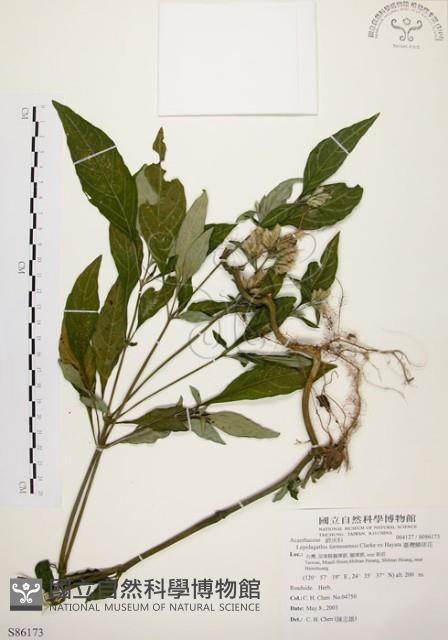 臺灣鱗球花藏品圖，第1張