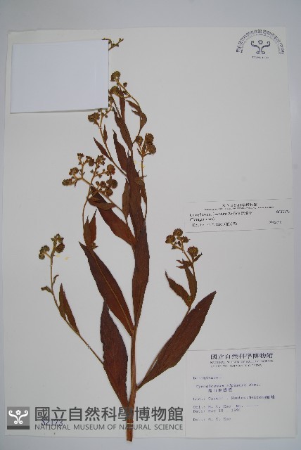 琉璃草藏品圖，第1張