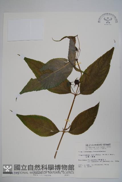 台灣土黨參藏品圖，第1張