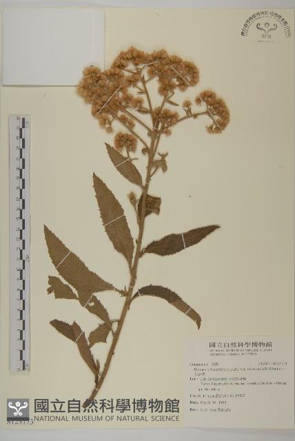 艾納香藏品圖，第1張