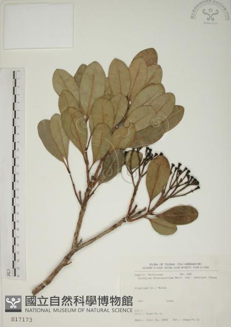 密脈赤楠藏品圖，第1張