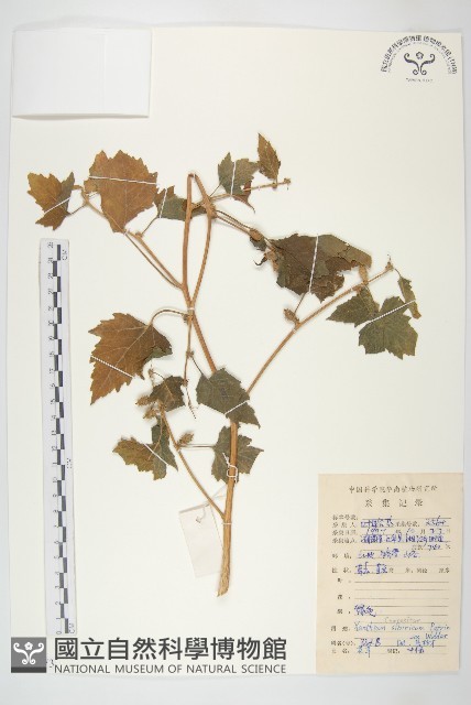 蒼耳藏品圖，第1張