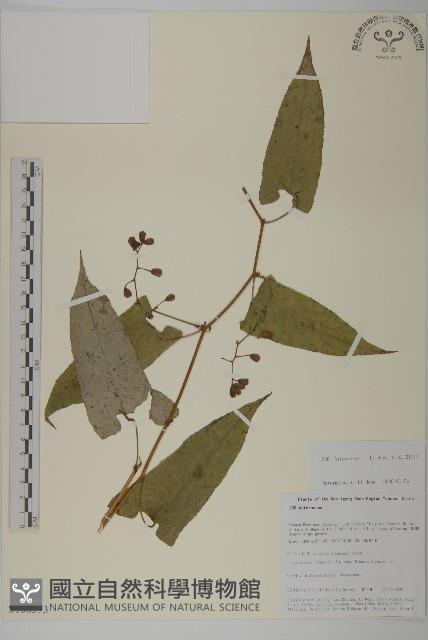 登錄號:S106373藏品圖，第1張