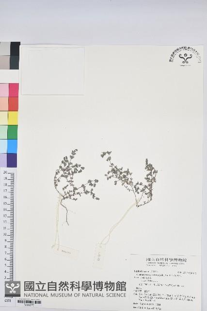 伏生大戟藏品圖，第1張