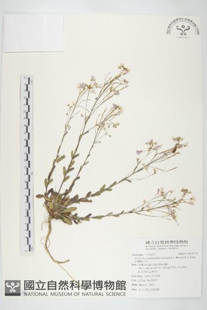 台灣筷子芥藏品圖，第1張