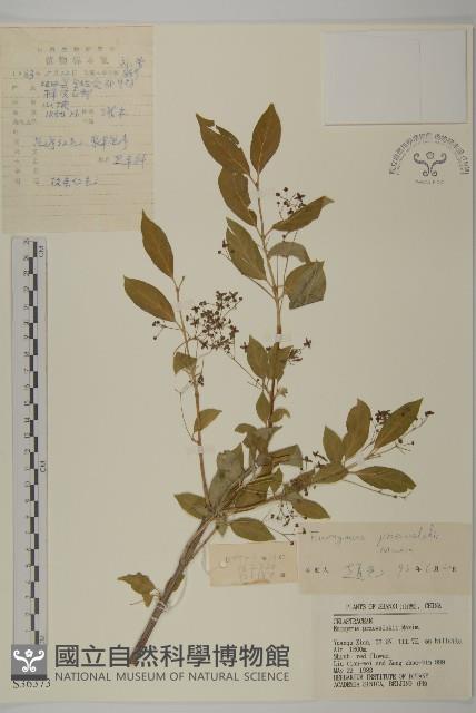 八寶茶藏品圖，第1張