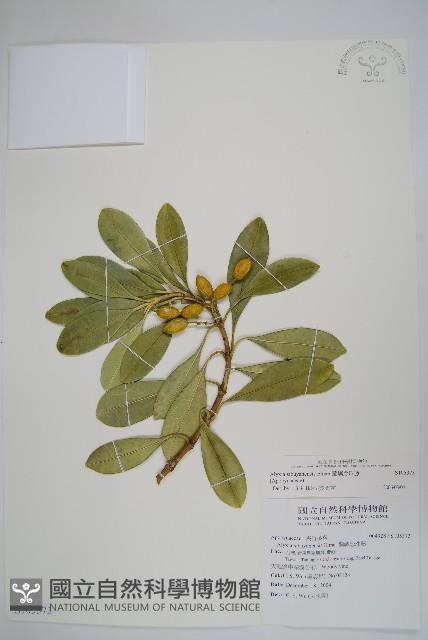 蘭嶼念珠藤藏品圖，第1張