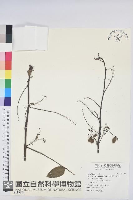 多花油柑、白仔藏品圖，第1張
