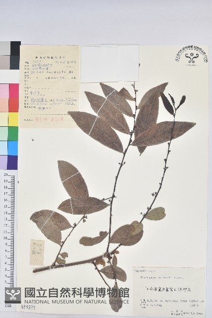 湖北算盤子藏品圖，第1張