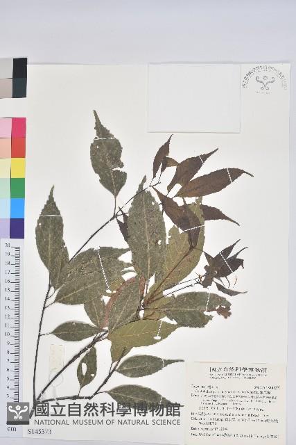 錐果櫟藏品圖，第1張