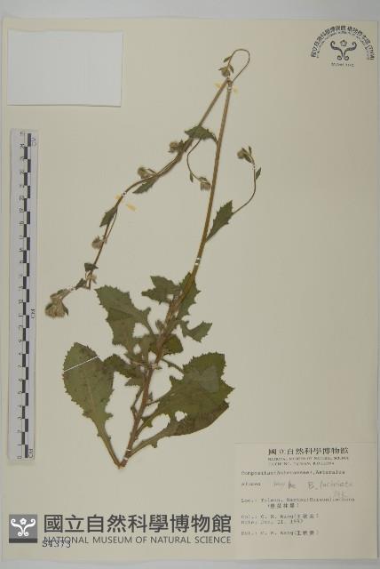 裂葉艾納香藏品圖，第1張