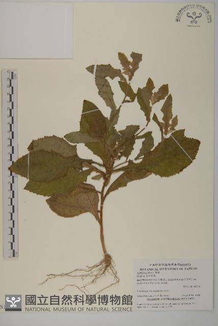 登錄號:S114373藏品圖，第1張