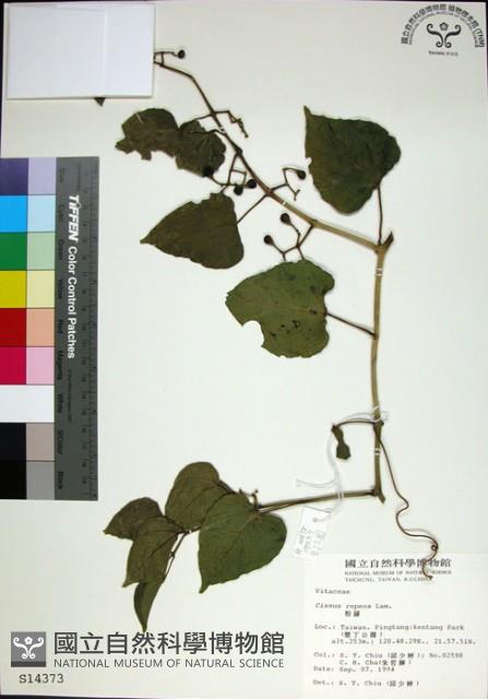 粉藤藏品圖，第1張