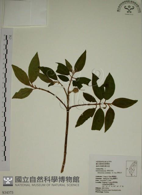 野牡丹藏品圖，第1張