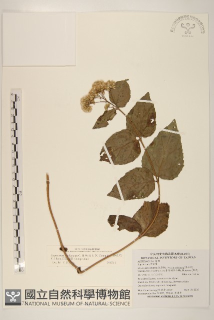 花蓮澤蘭藏品圖，第1張