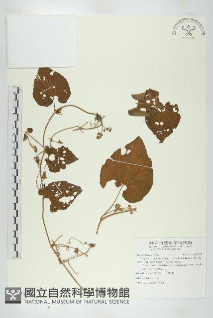 青牛膽藏品圖，第1張