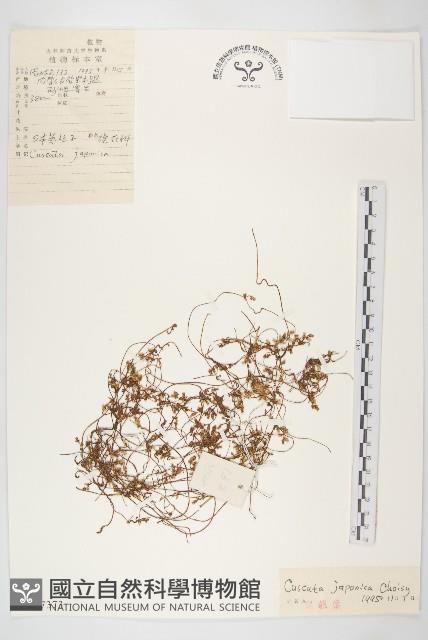 日本菟絲子藏品圖，第1張