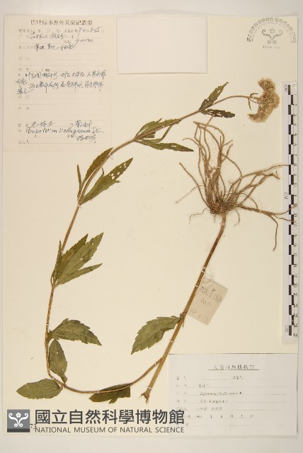 林氏澤蘭藏品圖，第1張