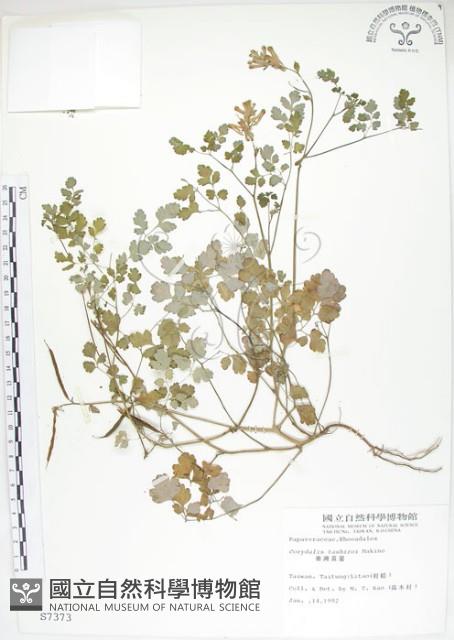 臺灣黃菫藏品圖，第1張