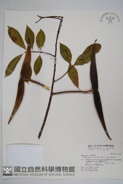 羊角扭藏品圖，第1張