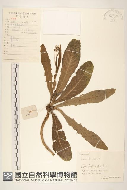 苦滇菜、苦菜藏品圖，第1張