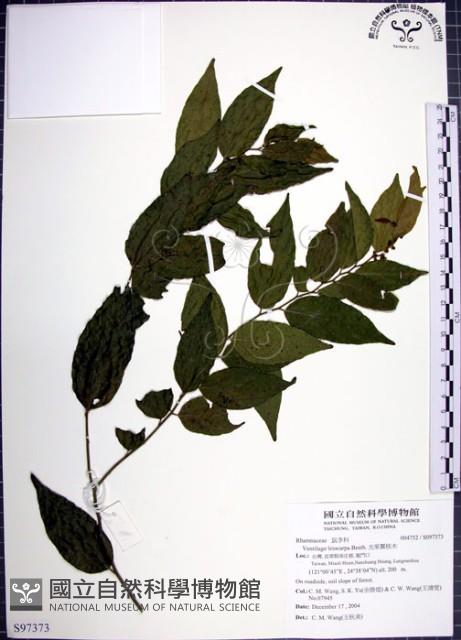 光果翼核木藏品圖，第1張