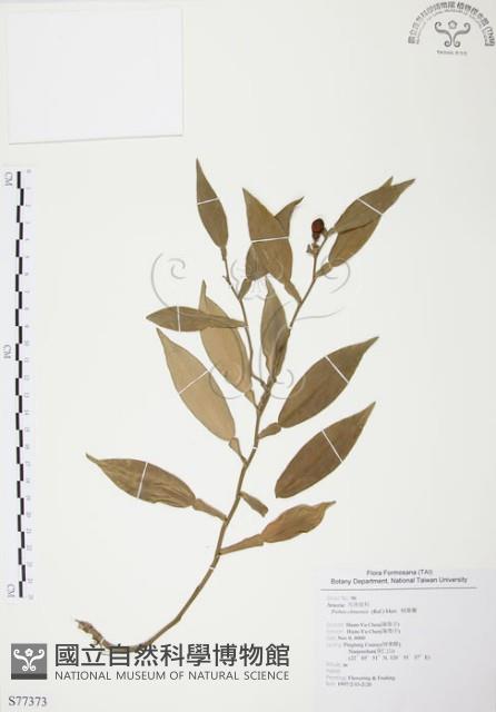 柚葉藤藏品圖，第1張