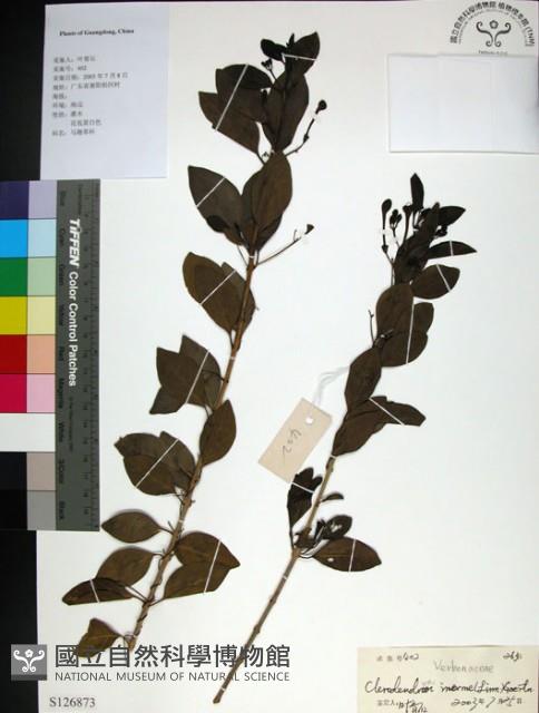 苦林盤藏品圖，第1張