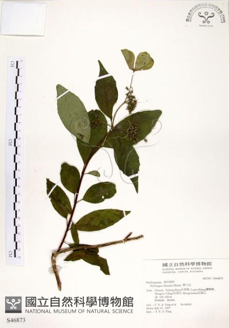 華八仙藏品圖，第1張