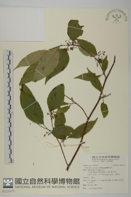 佩羅特木藏品圖，第1張