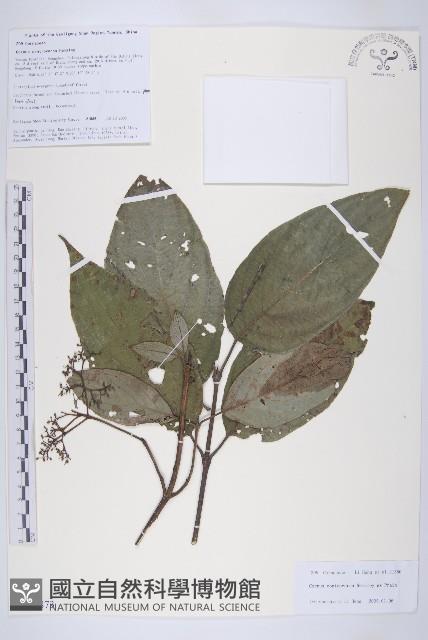 燈臺樹藏品圖，第1張