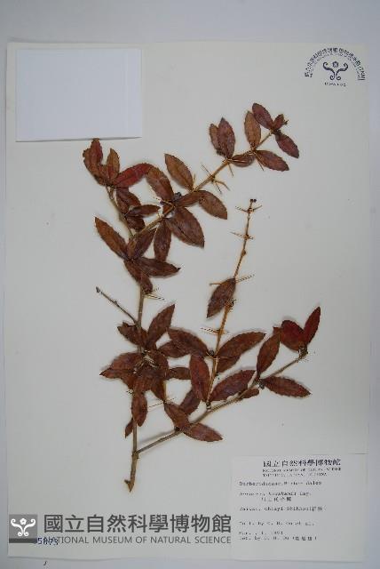 眠月小蘗藏品圖，第1張