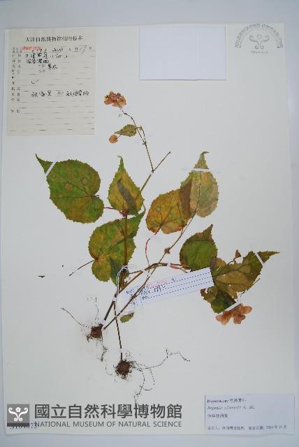 中華秋海棠藏品圖，第1張