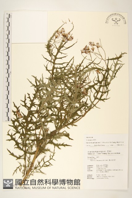 關山千里光藏品圖，第1張
