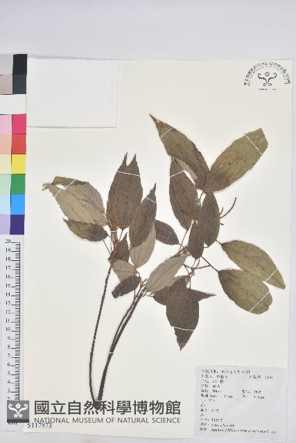 粗糠柴藏品圖，第1張