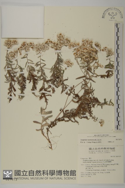 玉山抱莖籟簫藏品圖，第1張