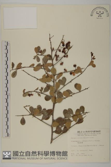 刺裸實、變葉裸實藏品圖，第1張