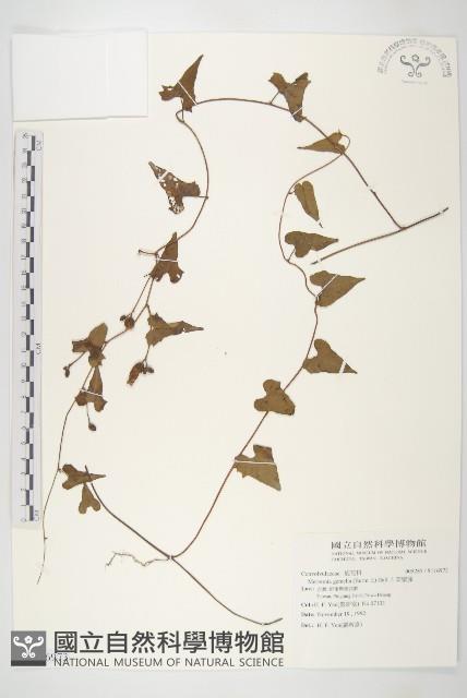 菜欒藤藏品圖，第1張