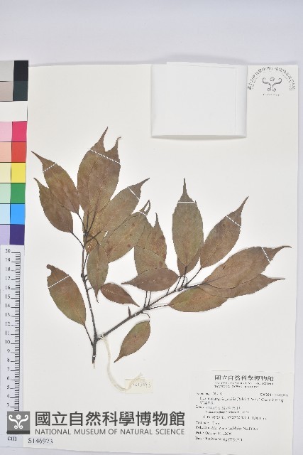 細葉青剛藏品圖，第1張