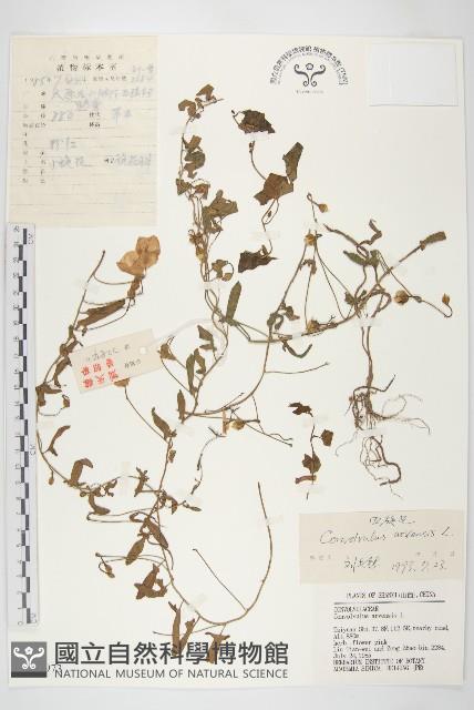 田旋花藏品圖，第1張