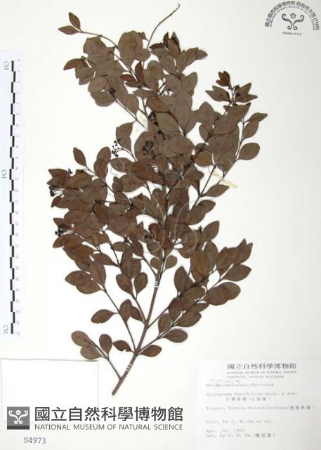 小葉赤楠藏品圖，第1張