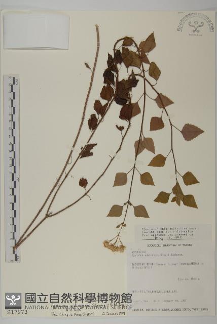 假藿香薊藏品圖，第1張