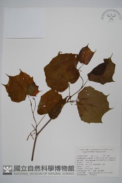 八角楓、瓜木藏品圖，第1張