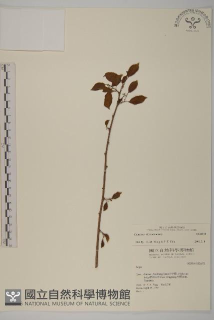 登錄號:S036573藏品圖，第1張