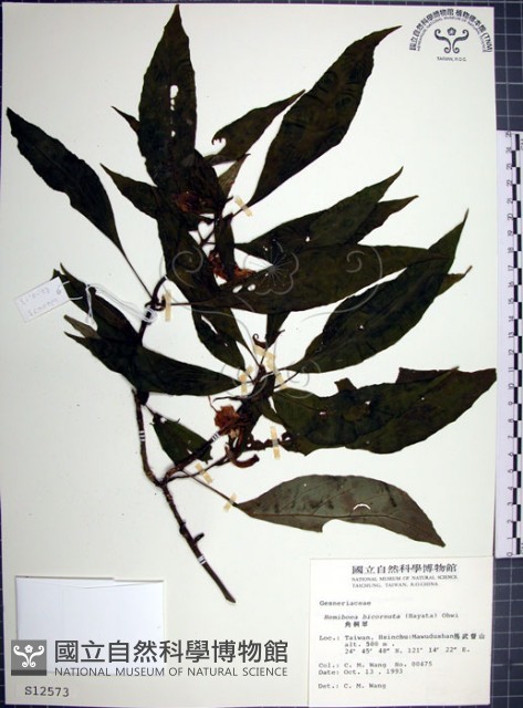 角桐草、台灣半蒴苣苔藏品圖，第1張