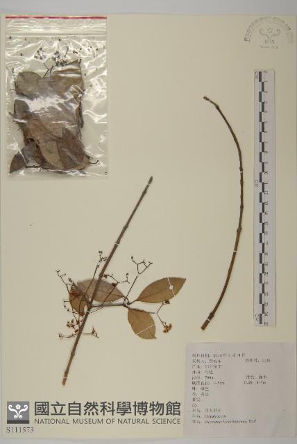 西南衛矛藏品圖，第1張